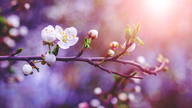 Kirschpflaumenzweig mit Blüten und Knospen, Kirschpflaumenblüten