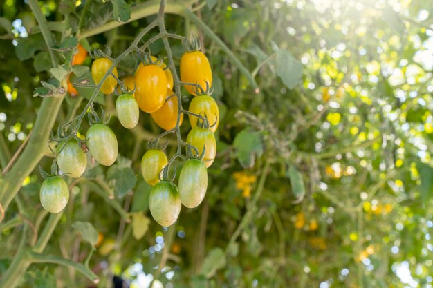 Kirschtomaten auf dem Baum im Garten