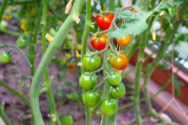 Kirschtomaten auf einem Ast im Gewächshaus