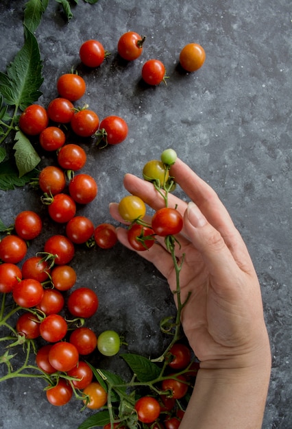 Kirschtomaten auf Weinstockhand, die Tomaten auf dunklem Hintergrund hält