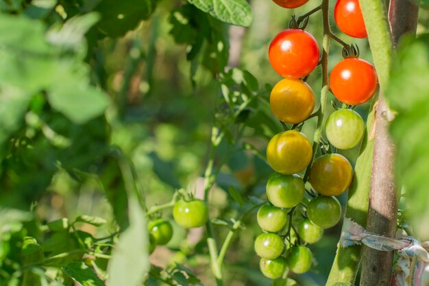 Kirschtomaten im Garten Naturprodukt