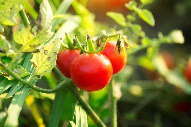 Kirschtomaten in der Gartenfarm