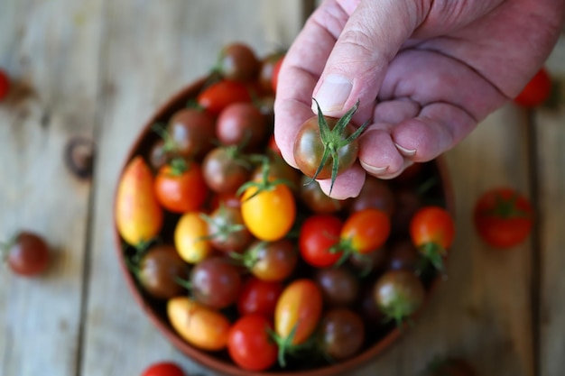 Kirschtomaten in der Hand. Mehrfarbige Kirschtomaten.