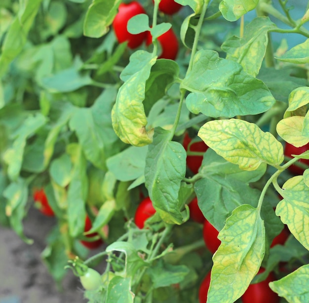 Kirschtomaten in grünem Laub frisches Gemüse in einem Gewächshaus