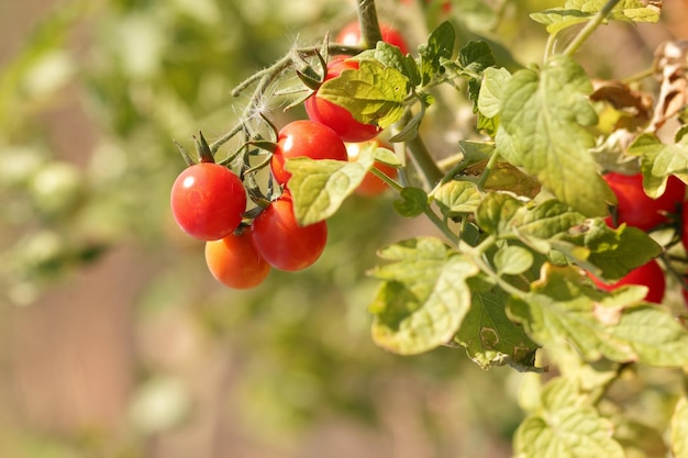 Kirschtomaten reifen am Strauch Rote Tomaten im Garten closeup Reif Bio-Tomaten im Garten erntereif