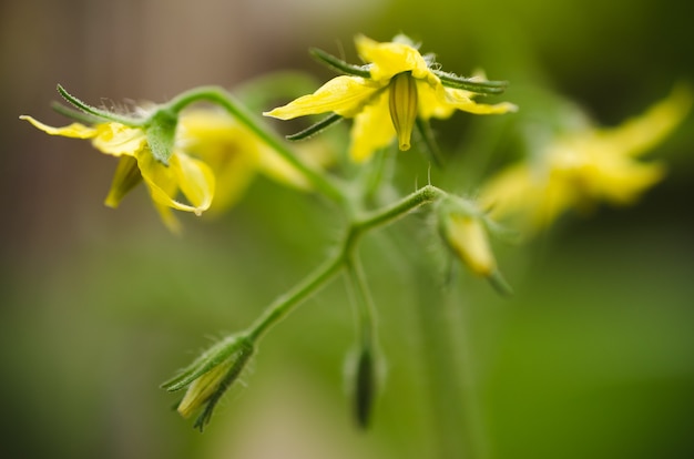 Kirschtomatenblumen blühen im Busch