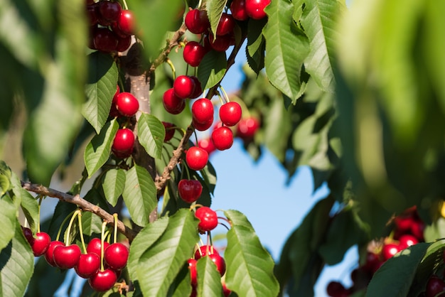 Kirschzweig auf blauem Himmel