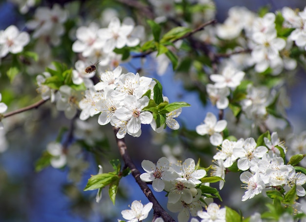 Kirschzweig in der Natur