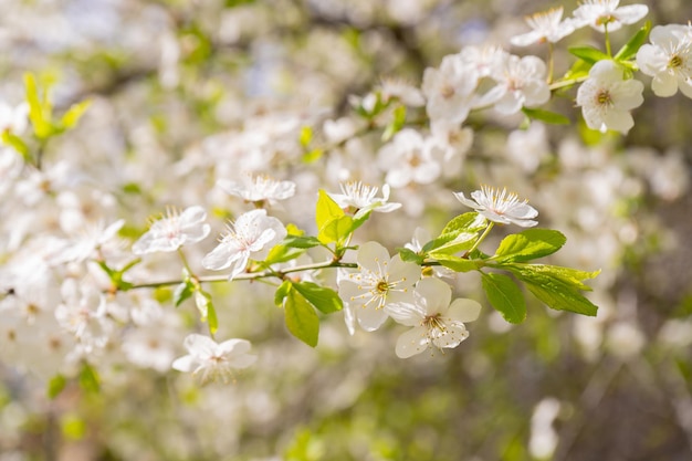 Kirschzweig. Kirschblüten im Frühling. Frühling