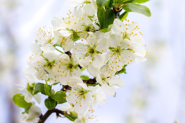 Kirschzweig mit weißen Blüten. Kirschblüte