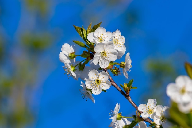 Kirschzweig mit weißen Blumen auf einem Hintergrund des blauen Himmels