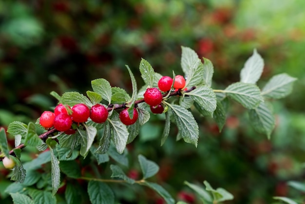 Kirschzweig Rote reife Beeren auf dem Kirschbaum