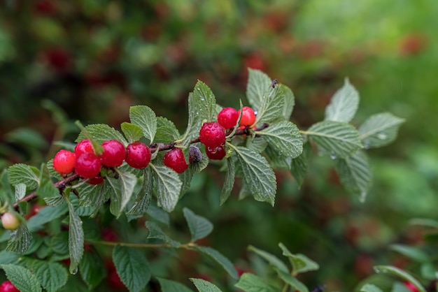 Kirschzweig Rote reife Beeren auf dem Kirschbaum