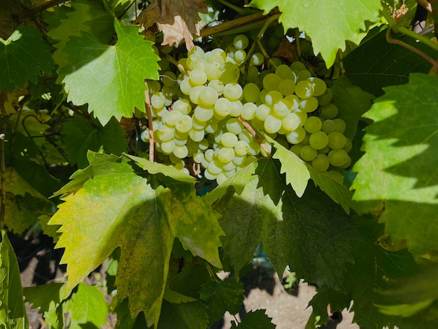 Kishmish-Trauben Trauben mit grünen Blättern Frische Bio-Traube auf Weinzweig Zweig mit saftigen appetitlichen grünen Trauben im Garten