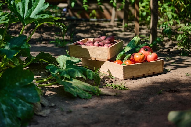 Kisten mit frischer ernte von tomaten, gurken, kartoffeln, zucchini und mangoldblättern im garten neben dem auberginenstrauch