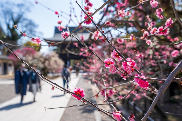 Kitano Tenmangu Shrine festival de la flor del ciruelo en primavera Kyoto Japón