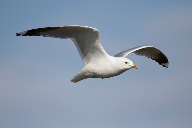 Kittiwake!