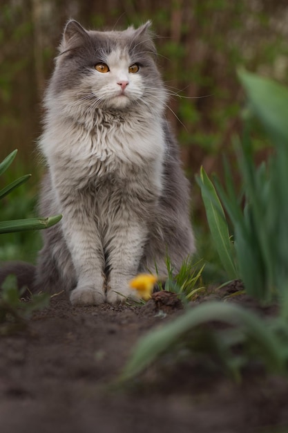 Kitty brincando no jardim ao sol Gato na trilha Gato fofo cinza no canteiro de flores Gatinho fofo no jardim