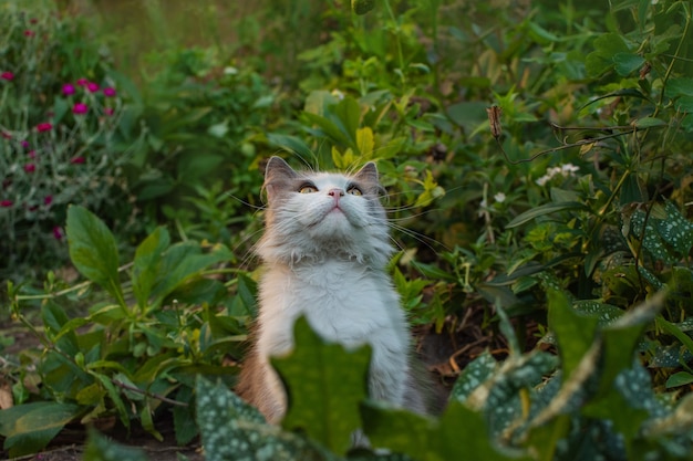 Kitty brincando no jardim ao sol. gato na trilha. gato fofo cinzento no canteiro de flores. gatinho fofo no jardim