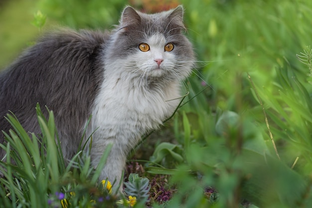 Kitty brincando no jardim ao sol. Gato na trilha. Gato fofo cinzento no canteiro de flores. Gatinho fofo no jardim