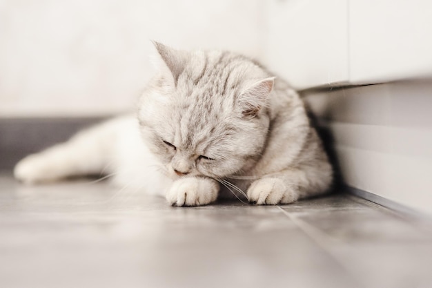 Kitty se lame la pata Un lindo gatito blanco yace en la cocina cerca de los muebles