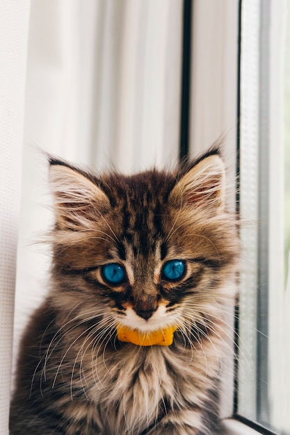 Kitty mit blauen Augen