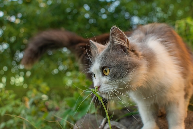 Kitty oliendo flor en spring garden