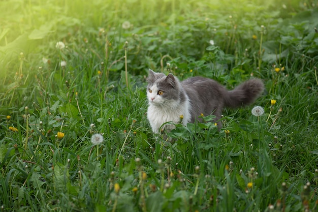 Kitty spielt im Garten im Sonnenschein. Katze auf der Wiese. Graue flauschige Katze im Blumenbeet. Nettes kleines Kätzchen auf grüner Wiese