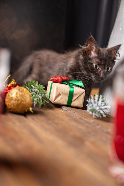 Kitty Weihnachten Hintergrund Katze Haustier Neujahr Hintergrund Home Atmosphäre Gemütlichkeit