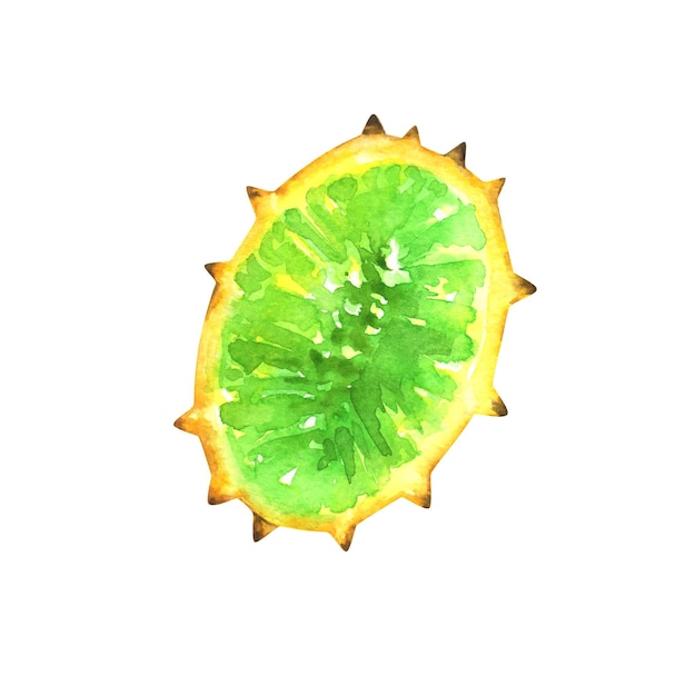 Kiwano de acuarela pintado a mano aislado sobre fondo blanco Ilustración de frutas