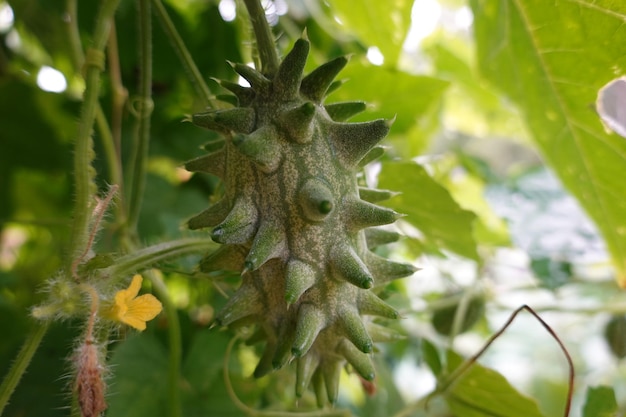 Kiwano-Anbau im Hinterhofgarten Früchte der afrikanischen Horngurke, die zu Hause Cucumis metuliferus erntet