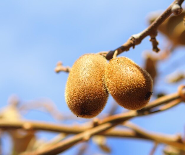 Kiwi en el árbol