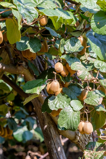 Kiwis Actinidia chinensis crecer closeup