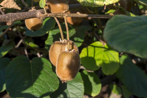 Kiwis Actinidia chinensis wachsen in der Nähe