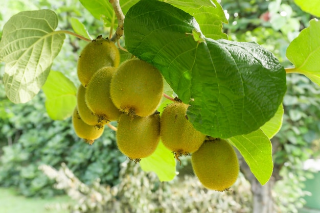 Kiwis/Chinesische Stachelbeere (Actinidia SP.) an der Rebe. Kiwis sind in China beheimatet und auf der ganzen Welt verbreitet