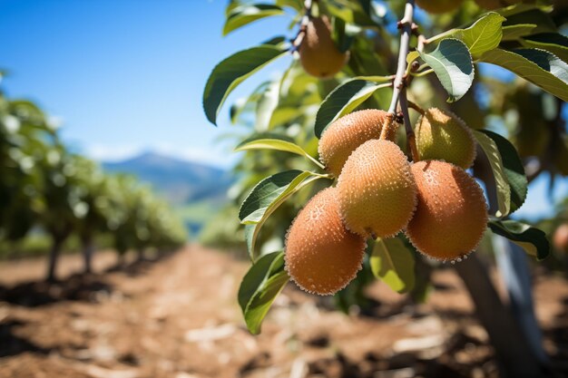 Kiwis frescos colgando de un árbol en un huerto soleado