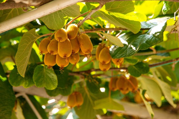 Foto kiwis hängen an einem baum und wachsen exotische früchte.