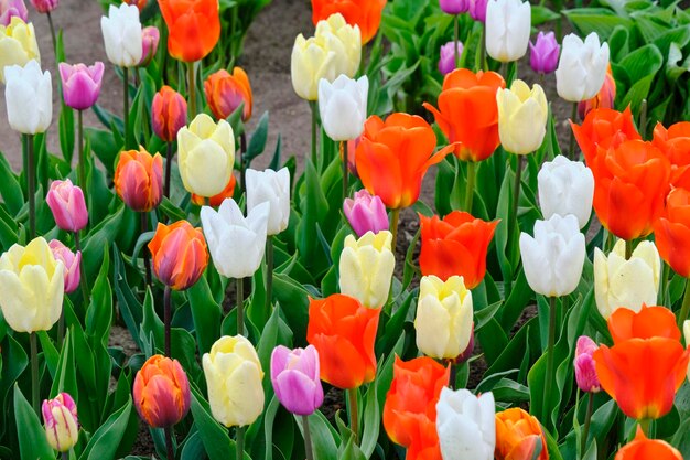 Klärung mit bunten Tulpen gelb-weiß-orange und lila Farben