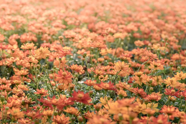 Klare orange Kosmosblumen im Garten