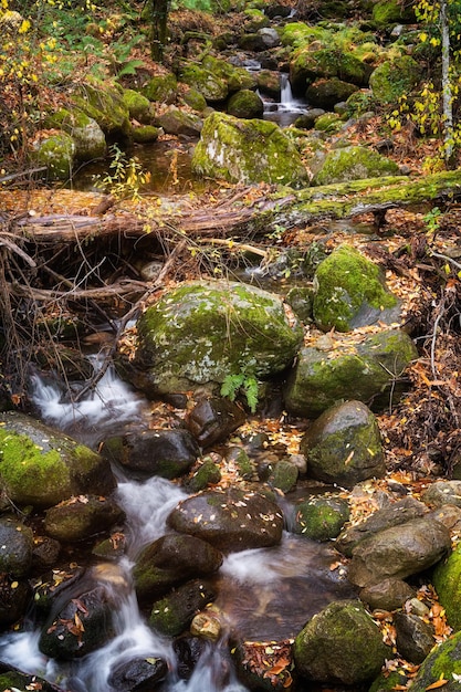 Klare Wasserströme in den Wäldern von Extremadura Hervas Spanien