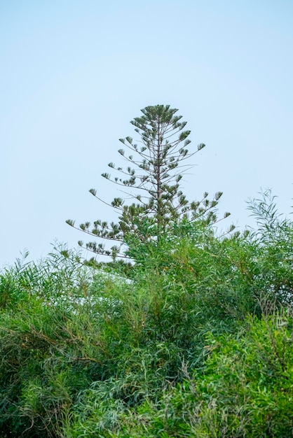 Klarer blauer himmel und kiefernwald hinterlassen eine wunderschöne naturkulisse