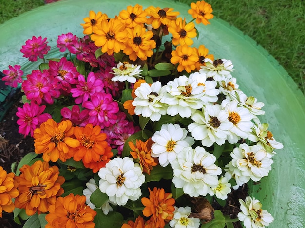 Klares buntes Blumen-Feld im Garten