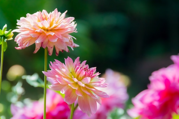 klares frisches helles süßes bunt von rosa Blume im Garten