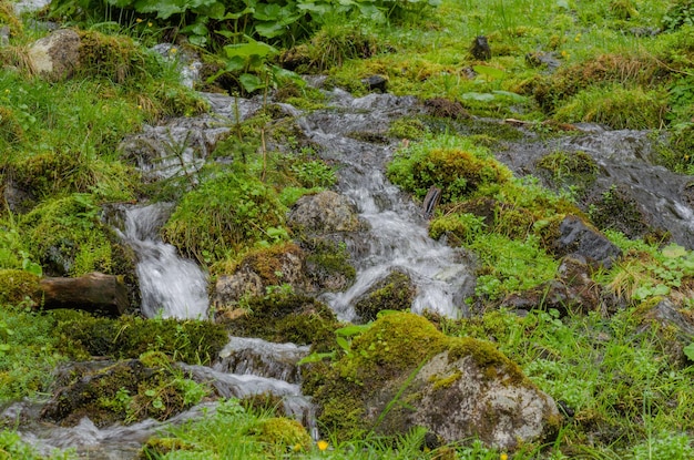 Klares Wasser in der Natur