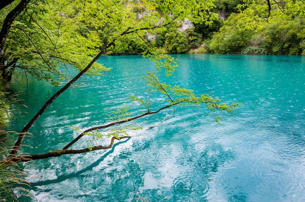 Klares wasser von plitvicer seen, kroatien