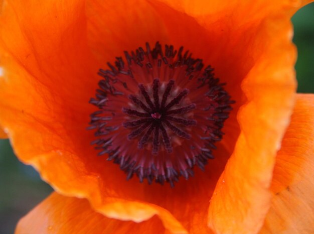 Klatschmohn