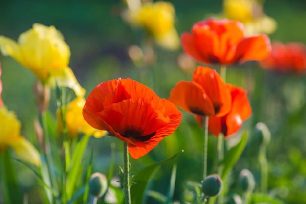 Klatschmohn