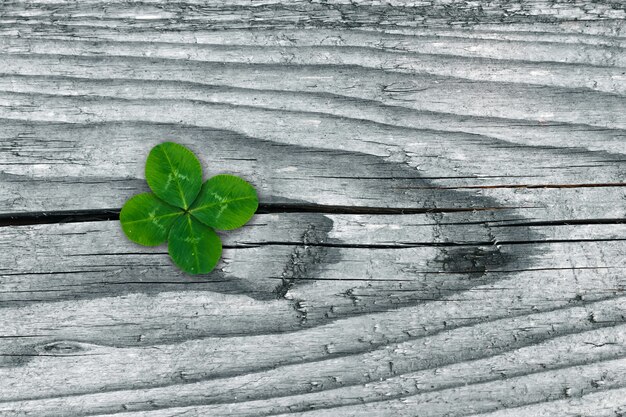 Klee auf grunge altem gealtertem hölzernem, shamrock verlässt, st patrick tag