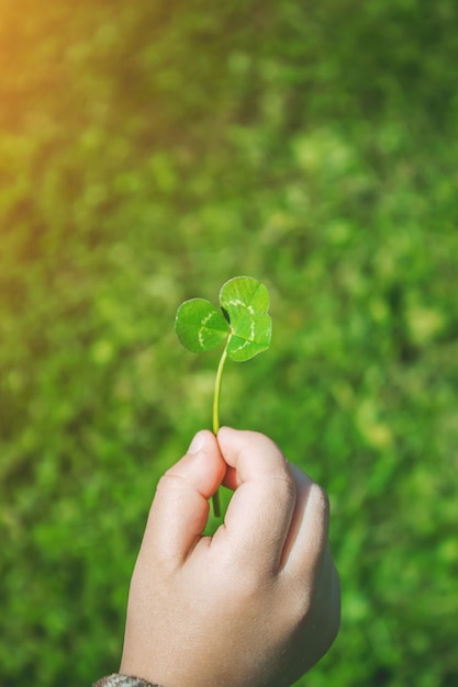 Kleeblatt Glücklicher St. Patrick&#39;s Day. Selektiver Fokus