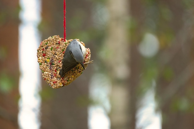 Kleiber beobachtet an einem Feederherz, das im Wald füttert Kleiner grauweißer Vogel